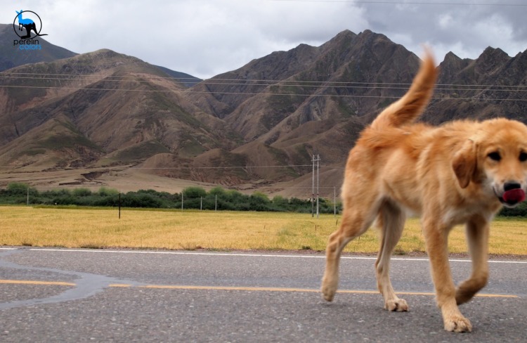 A stray dog we met while waiting our due time to continue along the Friendship Highway.